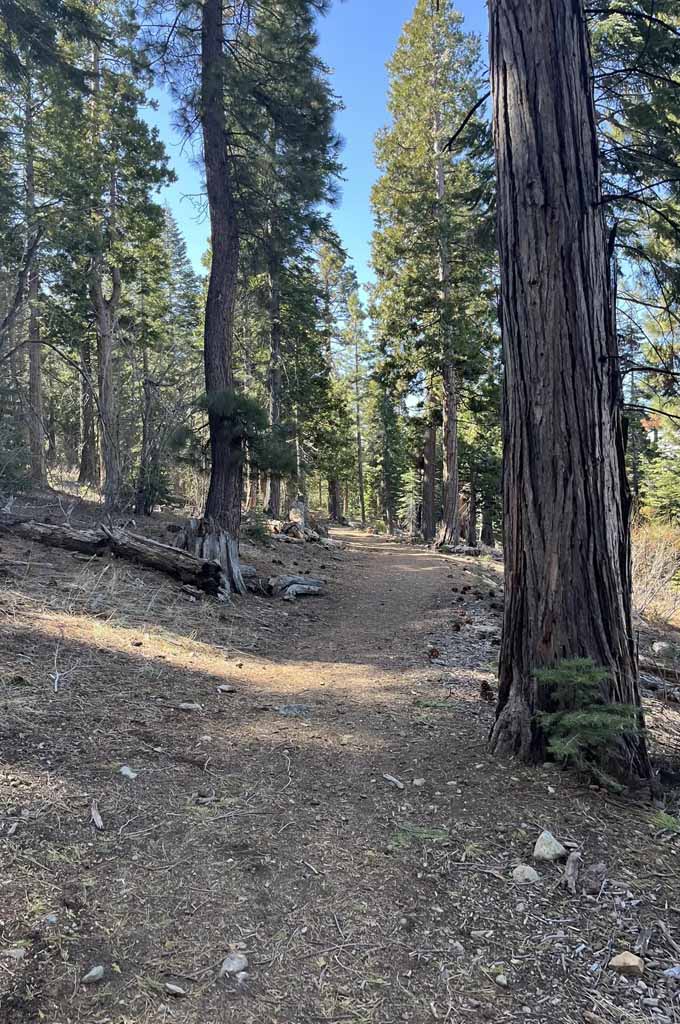 The dirt trail leading to Fallen Leaf Lake